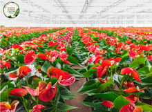 Load image into Gallery viewer, Close-up photo of an Anthurium Schlechtendalii plant, showcasing its striking and unique flower. The plant features a single, large, heart-shaped flower with a vibrant red spadix (central column) and a shiny, waxy spathe (modified leaf) that surrounds it. The spathe is a bright, glossy shade of red, with a slightly elongated shape, adding to the elegance of the flower. 
