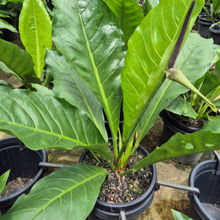 Load image into Gallery viewer, Anthurium Schlechtendalii
