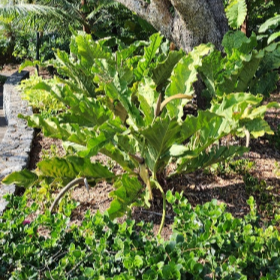 Anthurium Schlechtendalii