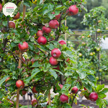 Load image into Gallery viewer, &quot;Close-up of a Gala apple (Malus domestica Gala) on a tree, featuring its distinctive red and yellow coloring, ready for harvest.&quot;
