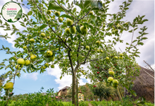 Load image into Gallery viewer, &quot;Close-up view of a Golden Delicious Dwarf Apple (Malus domestica) plant, showcasing its compact size and golden-yellow apples. This dwarf fruit tree is ideal for smaller gardens or container planting, offering both ornamental beauty and delicious, homegrown fruit.&quot;
