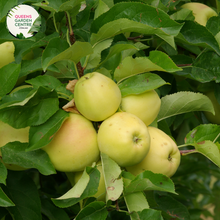 Load image into Gallery viewer, &quot;Close-up view of a Golden Delicious Dwarf Apple (Malus domestica) plant, showcasing its compact size and golden-yellow apples. This dwarf fruit tree is ideal for smaller gardens or container planting, offering both ornamental beauty and delicious, homegrown fruit.&quot;
