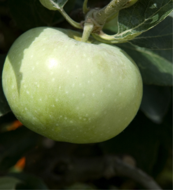 Buy Apple Granny Smith Malus Domestica Online In Australia Queens