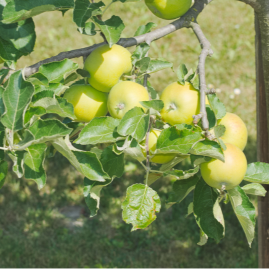 Buy Apple Granny Smith Malus Domestica Online In Australia Queens