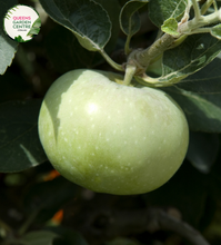 Load image into Gallery viewer, &quot;Close-up view of Granny Smith Apple (Malus domestica) plant, featuring bright green apples on a leafy branch. This iconic apple variety is known for its crisp texture and tart flavor, making it a popular choice for orchards and home gardens.&quot;
