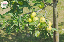 Load image into Gallery viewer, &quot;Close-up view of Granny Smith Apple (Malus domestica) plant, featuring bright green apples on a leafy branch. This iconic apple variety is known for its crisp texture and tart flavor, making it a popular choice for orchards and home gardens.&quot;
