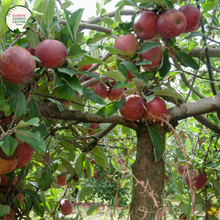 Load image into Gallery viewer,  Close-up photo of an Apple Trixzie Gala plant, showcasing its ripe and colorful apples. The plant features branches with clusters of round, medium-sized apples in shades of red, yellow, and green. The apples have a smooth and glossy texture, and their colors are vibrant and appetizing.
