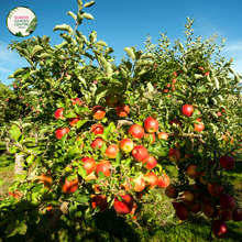 Load image into Gallery viewer,  Close-up photo of an Apple Trixzie Gala plant, showcasing its ripe and colorful apples. The plant features branches with clusters of round, medium-sized apples in shades of red, yellow, and green. The apples have a smooth and glossy texture, and their colors are vibrant and appetizing.
