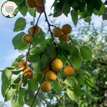 Load image into Gallery viewer, Alt text: Close-up photo of a Cot N Candy Apricot/Plum Hybrid (Prunus armeniaca hybrid) plant. The deciduous tree displays lush green foliage with a mix of apricot and plum fruits. The image captures the vibrant colors of the hybrid&#39;s ripe fruits, showcasing a delightful blend of orange and purple hues. The Cot N Candy hybrid is characterized by its unique fruit combination, adding ornamental and edible appeal to the landscape.
