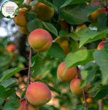 Load image into Gallery viewer, Alt text: Close-up photo of a Cot N Candy Apricot/Plum Hybrid (Prunus armeniaca hybrid) plant. The deciduous tree displays lush green foliage with a mix of apricot and plum fruits. The image captures the vibrant colors of the hybrid&#39;s ripe fruits, showcasing a delightful blend of orange and purple hues. The Cot N Candy hybrid is characterized by its unique fruit combination, adding ornamental and edible appeal to the landscape.
