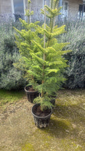 Load image into Gallery viewer, Araucaria Heterophylla Norfolk Island Pine
