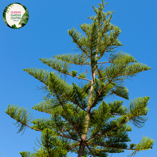 Close-up of an Araucaria heterophylla (Norfolk Island Pine) plant. The image features dense clusters of soft, needle-like leaves arranged in a spiral pattern along the branches. Each leaf is a bright green, slightly curved, and tapers to a fine point, giving the foliage a feathery, delicate appearance. The branches are arranged in symmetrical whorls, radiating outward from the central trunk. The bark is light brown and slightly textured, providing a subtle contrast to the vibrant green needles. 