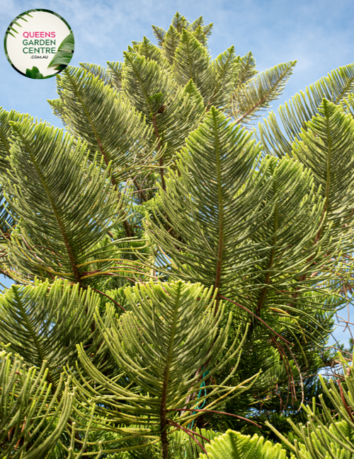 Alt Text: "Araucaria cunninghamii Hoop Pine plant, showcasing its distinctive needle-like foliage and tall, upright growth habit."