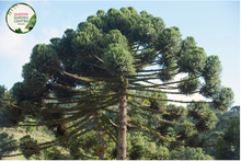 Load image into Gallery viewer, Alt Text: &quot;Araucaria cunninghamii Hoop Pine plant, showcasing its distinctive needle-like foliage and tall, upright growth habit.&quot;
