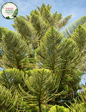 Load image into Gallery viewer, Alt Text: &quot;Araucaria cunninghamii Hoop Pine plant, showcasing its distinctive needle-like foliage and tall, upright growth habit.&quot;
