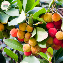 Load image into Gallery viewer, Close-up of Arbutus unedo (Strawberry Tree): This image captures the intricate details of the Arbutus unedo plant. The focal point is a cluster of small, bell-shaped white flowers with prominent stamens protruding from their centers. The flowers are arranged in drooping clusters at the end of slender branches.
