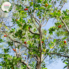 Load image into Gallery viewer, Close-up of Arbutus unedo (Strawberry Tree): This image captures the intricate details of the Arbutus unedo plant. The focal point is a cluster of small, bell-shaped white flowers with prominent stamens protruding from their centers. The flowers are arranged in drooping clusters at the end of slender branches.
