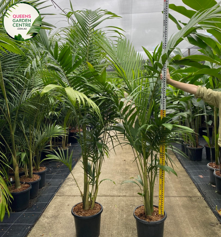 Alt text: Archontophoenix cunninghamiana, commonly known as the Bangalow Palm, is a tropical palm species native to Australia. It features a tall slender trunk with arching fronds of glossy green foliage. This elegant palm adds a lush tropical aesthetic to gardens and landscapes.