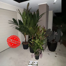 Load image into Gallery viewer, Areca Vestiaria orange form
