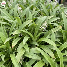 Load image into Gallery viewer, A close-up of a green leafy plant with small white star-shaped flowers, photographed outdoors. A circular 'Garden Club' logo appears in the top-left corner.
