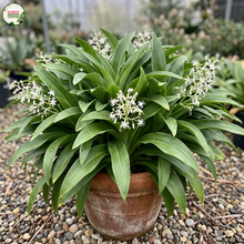 Load image into Gallery viewer, A potted plant of wild garlic (Mycena spp.) with long green leaves and clusters of small white flowers, growing in a terracotta pot on a gravel surface in a garden setting.

