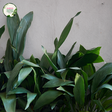 Load image into Gallery viewer, Close-up photo of an Aspidistra elatior plant, commonly known as the Cast Iron Plant, showcasing its sturdy and resilient foliage. The plant features long, broad leaves with a deep, glossy green color. The leaves are leathery and have a prominent midrib running down the center. The texture of the leaves is smooth and shiny, giving them a resilient appearance.
