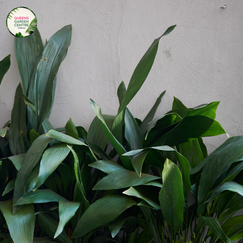 Close-up photo of an Aspidistra elatior plant, commonly known as the Cast Iron Plant, showcasing its sturdy and resilient foliage. The plant features long, broad leaves with a deep, glossy green color. The leaves are leathery and have a prominent midrib running down the center. The texture of the leaves is smooth and shiny, giving them a resilient appearance.