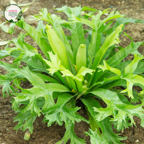 birds nest fern for sale melbourne Buy Asplenium australasicum Birds Nest Fern Online in Australia – Queens Garden Centre