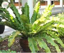 Load image into Gallery viewer, Alt Text: &quot;Asplenium australasicum Birds Nest Fern, featuring vibrant green fronds arranged in a nest-like formation, adding elegance to any botanical setting.&quot;
