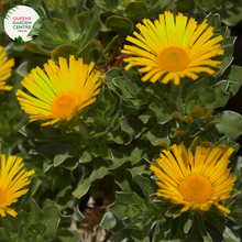 Load image into Gallery viewer, &quot;Close-up view of Asteriscus Teris Yellow plant, showcasing its bright yellow daisy-like flowers and fine, green foliage. This drought-tolerant perennial adds vibrant color to gardens and landscapes, making it a charming choice for sunny spaces.&quot;
