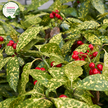 Load image into Gallery viewer, &quot;Close-up of Aucuba japonica, commonly known as Japanese Aucuba or Gold Dust Plant, featuring glossy, serrated leaves with distinctive gold speckles. This evergreen shrub adds a touch of vibrant greenery and elegance to gardens and landscapes.&quot;
