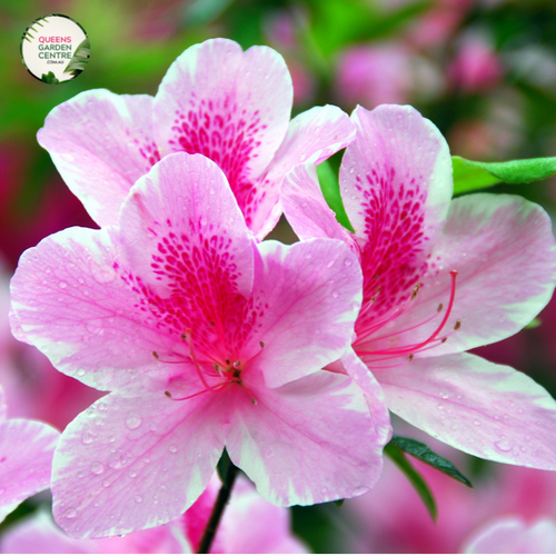  Close-up photo of an Azalea Aut Twist™ Rhododendron Hybrid 'CONLEP' plant, showcasing its unique and captivating flowers. The plant features a cluster of large, double blooms in shades of pink and white. The petals are intricately twisted and layered, creating a beautiful and textural display.