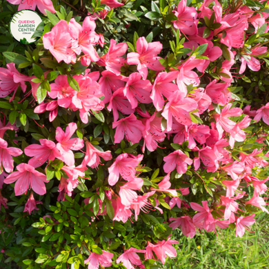 Close-up photo of an Azalea Autumn Ruby™ Rhododendron Hybrid CONLER PRD plant, showcasing its stunning and vibrant flowers. The plant features clusters of medium-sized, trumpet-shaped blooms in a rich shade of ruby red. The petals are slightly ruffled and have a velvety texture, adding depth and dimension to the blossoms.