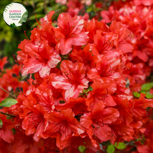 "Close-up of Azalea Encore Autumn Monarch, showcasing its vibrant and ruffled orange blooms against a backdrop of glossy green foliage. This reblooming azalea adds a burst of autumnal color to gardens and landscapes, promising a prolonged flowering season."
