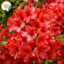 Load image into Gallery viewer, &quot;Close-up of Azalea Encore Autumn Monarch, showcasing its vibrant and ruffled orange blooms against a backdrop of glossy green foliage. This reblooming azalea adds a burst of autumnal color to gardens and landscapes, promising a prolonged flowering season.&quot;
