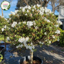 Load image into Gallery viewer, Azalea Indica Alba Magnifica Balls
