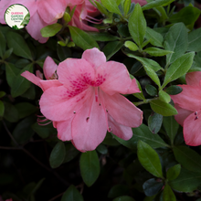 Load image into Gallery viewer, &quot;Close-up of Azalea indica plant, featuring vibrant and delicate flowers in shades of pink, white, or lavender. This evergreen shrub, commonly known as Indian Azalea, adds a burst of color to gardens, making it a popular choice for ornamental landscaping.&quot;
