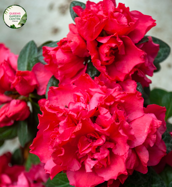 An enchanting photograph of the Azalea indica 'Doctor Dorfmann' plant in full bloom. The shrub boasts a profusion of vibrant, trumpet-shaped, salmon-pink flowers that gracefully adorn its dense, glossy, dark green foliage. The elegant blooms form clusters, creating a breathtaking floral display. 