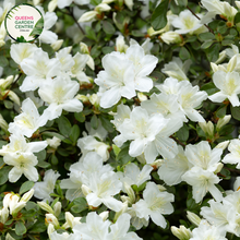 Load image into Gallery viewer, &quot;Close-up of Azalea indica &#39;Mrs. Kint White,&#39; featuring pure white, elegant blooms against a backdrop of glossy green foliage. This evergreen azalea adds a classic and timeless touch to gardens and landscapes.&quot;
