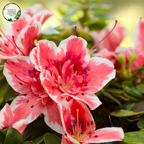 A captivating image of the Azalea indica 'Mrs. Kint' plant in full bloom. The shrub showcases an abundance of show-stopping, large, rose-pink flowers with elegant, overlapping petals. These striking blooms create a delightful contrast against the dark green, glossy foliage. The 'Mrs. Kint' variety is celebrated for its vigorous growth and ability to thrive in various climates.