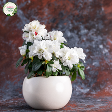 Load image into Gallery viewer, A picturesque image of the Azalea indica &#39;White Bouquet&#39; plant in full bloom. The shrub is adorned with an abundance of pristine, snow-white flowers, each featuring delicate, frilly petals that create an exquisite floral display. The glossy, dark green foliage serves as an elegant backdrop, enhancing the beauty of the white blooms. 
