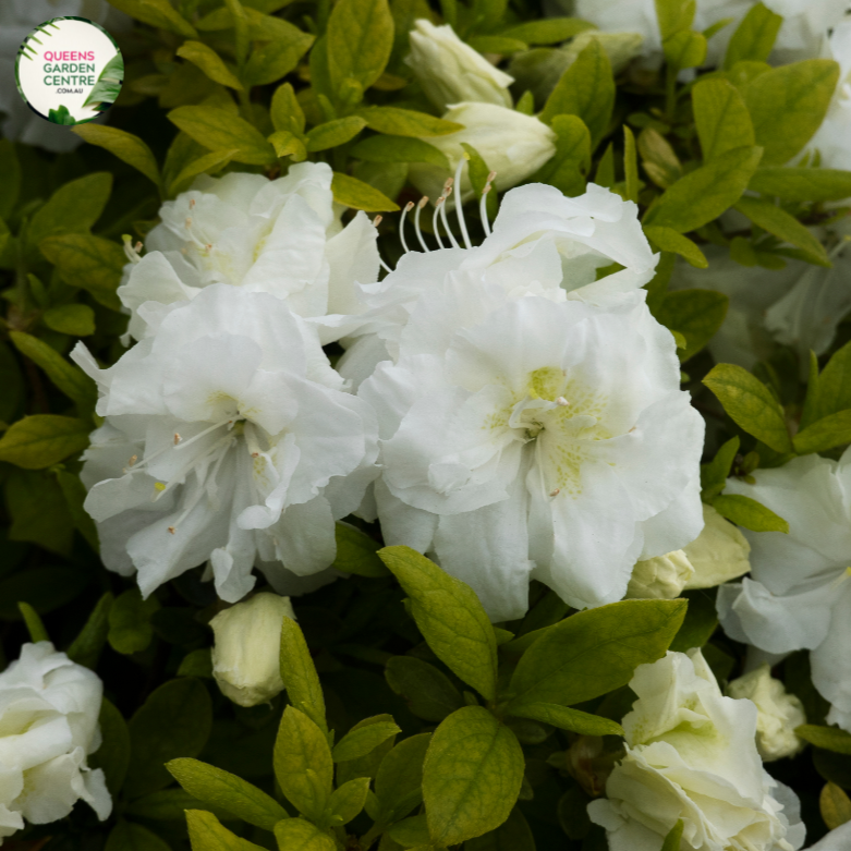 A photograph of the Azalea indica 'Alba Magnifica' plant in full bloom. This stunning shrub showcases a profusion of elegant, snow-white flowers with smooth, overlapping petals, arranged beautifully against its glossy, dark green foliage. The contrast between the white blooms and the lush green leaves creates a captivating visual display. 