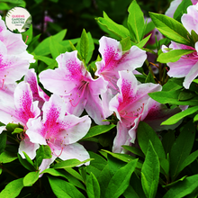 Load image into Gallery viewer, Close-up photo of an Azalea indica &#39;Exquisite&#39; plant, displaying its stunning and vibrant blossoms. The plant features clusters of medium-sized, funnel-shaped flowers in shades of pink and white. The petals have a smooth texture and are delicately arranged, creating an elegant floral display. 
