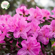 Load image into Gallery viewer, &quot;Close-up of Azalea kurume &#39;Kirin,&#39; showcasing its compact form and abundant, vibrant pink blooms. This ornamental azalea adds a splash of cheerful color and a touch of elegance to gardens and landscapes.&quot;
