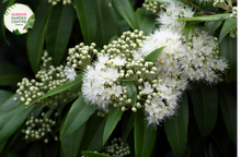 Load image into Gallery viewer, &quot;Close-up view of Backhousia myrtifolia, commonly known as Cinnamon Myrtle, displaying its glossy green leaves. This Australian native plant is valued for its aromatic foliage and is a charming addition to gardens and landscapes.&quot;
