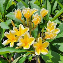 Load image into Gallery viewer, &quot;Close-up of Apricot Delight Frangipani: Detailed view showing the intricate apricot-colored petals with subtle shades of yellow and orange, contrasted against lush green foliage. The delicate texture and graceful curves of the flower are emphasized, evoking a sense of natural beauty and elegance.&quot;
