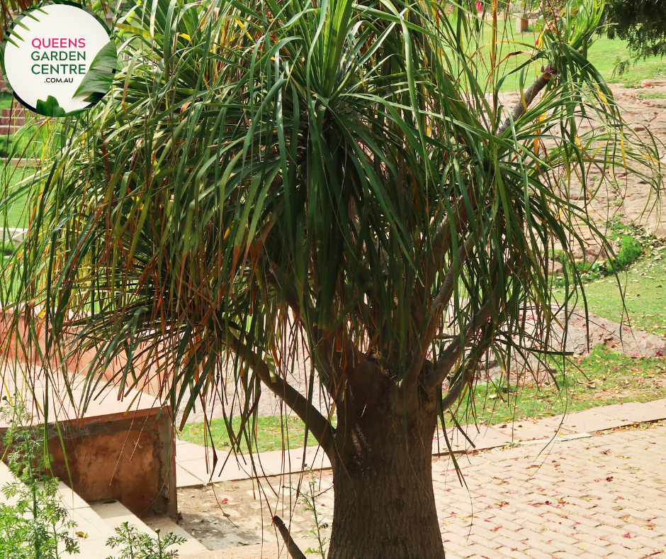 Buy Beaucarnea recurvata Ponytail Online in Australia – Queens Garden Centre
