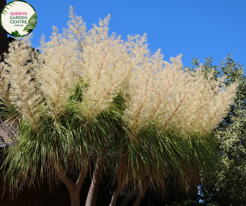 Close-up photo of a Beaucarnea recurvata Ponytail Palm plant, showcasing its unique and striking foliage. The plant features a single, thick and curving trunk, topped with a dense cluster of long, thin leaves that resemble a ponytail. The leaves have a deep green color and a slightly arching growth pattern. The photo captures the intricate details of the leaves and trunk, highlighting the plant's characteristic shape and the lush green color of the Beaucarnea recurvata Ponytail Palm.