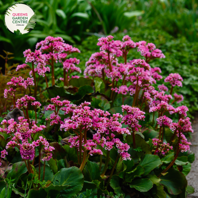 Close-up of Bergenia x schmidtii: In this close-up image, the heart-shaped leaves of Bergenia x schmidtii are prominent, showcasing their glossy texture and vibrant green color. The leaves are arranged in a rosette formation, with serrated edges and prominent veins running through them. Some leaves exhibit reddish tones along the edges, adding visual interest to the plant.