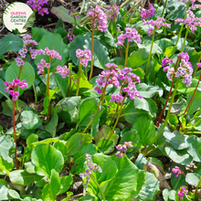 Load image into Gallery viewer, Close-up of Bergenia x schmidtii: In this close-up image, the heart-shaped leaves of Bergenia x schmidtii are prominent, showcasing their glossy texture and vibrant green color. The leaves are arranged in a rosette formation, with serrated edges and prominent veins running through them. Some leaves exhibit reddish tones along the edges, adding visual interest to the plant.
